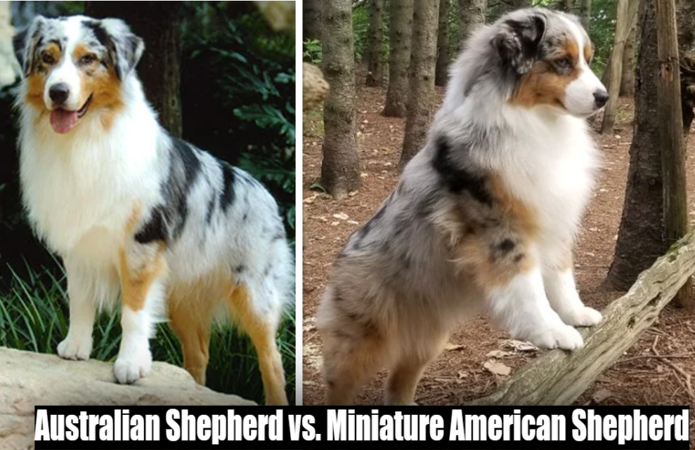 Australian Shepherd (left) vs. Miniature American Shepherd (right)